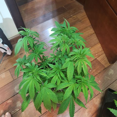 Zkittlez 2  growlog timeline photo
