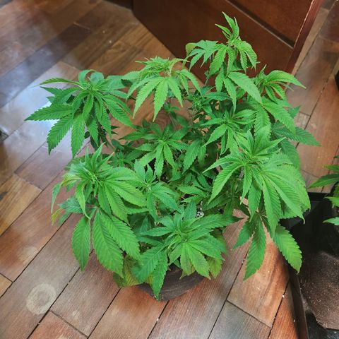Zkittlez 2  growlog timeline photo