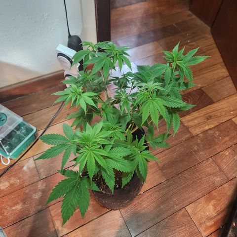 24 k gold  growlog timeline photo