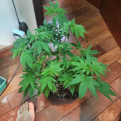 24 k gold  growlog timeline photo