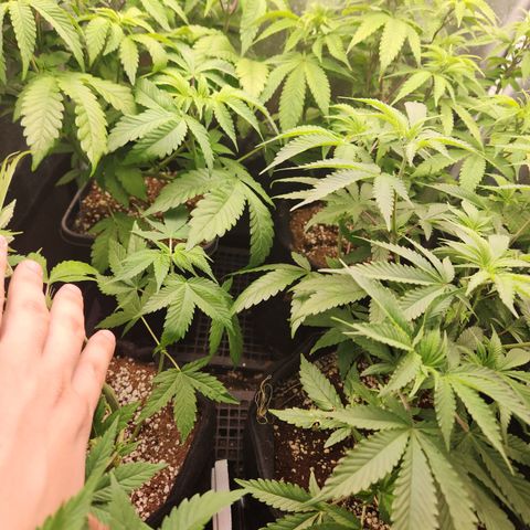 Zkittlez 2  growlog timeline photo