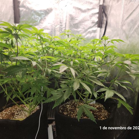 Zkittlez 2  growlog timeline photo