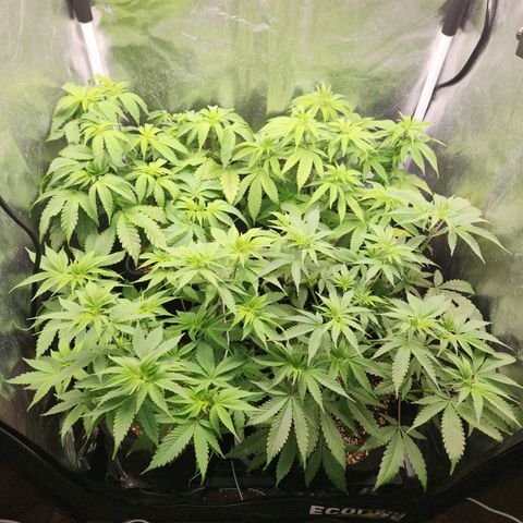Zkittlez 2  growlog timeline photo