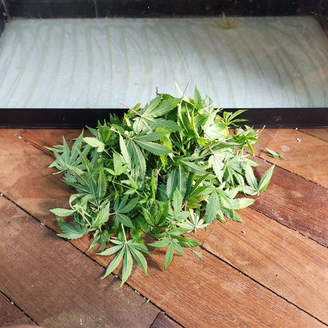 Zkittlez 2  growlog photo: SEPARADA PARA COMPOSTAGEM