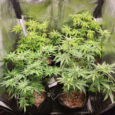 Zkittlez 2  growlog timeline photo