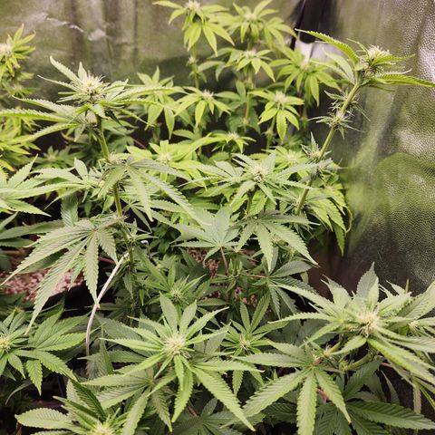 Zkittlez 2  growlog timeline photo
