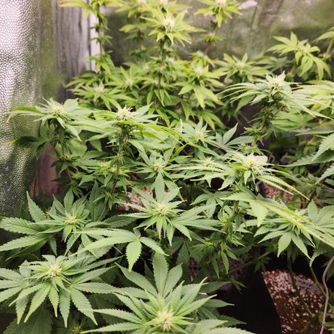 Zkittlez 2  growlog timeline photo