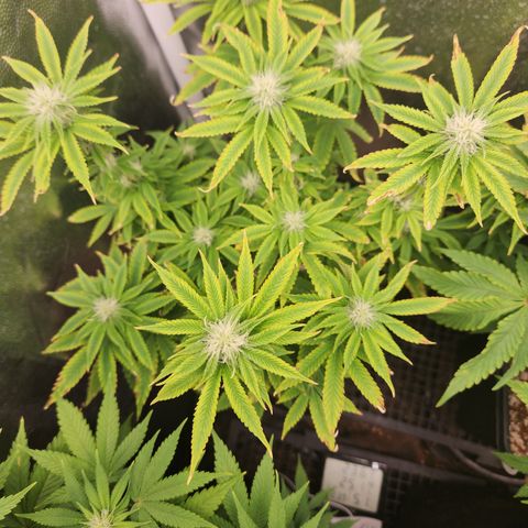 Zkittlez 2  growlog timeline photo