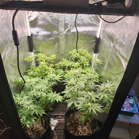 Zkittlez 2  growlog timeline photo