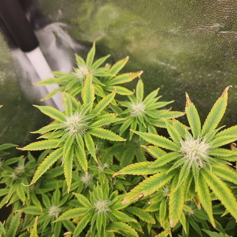Zkittlez 2  growlog timeline photo
