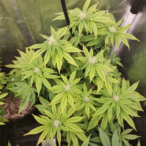 Zkittlez 2  growlog timeline photo