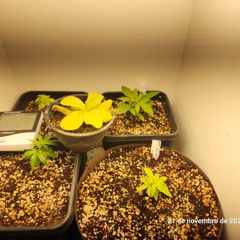 Clone 2 growlog photo: Clones a esquerda, widonesia atrás a direita e red skunk ( meio travada ) na frente a direita 