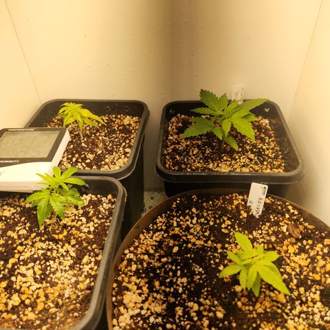 Clone 2 growlog timeline photo