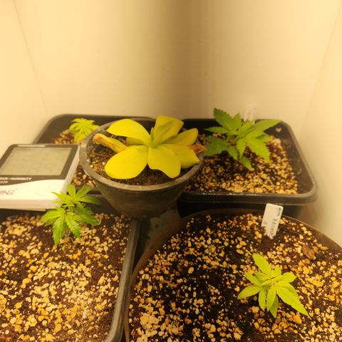 Clone 2 growlog timeline photo