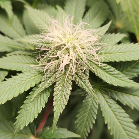 24 k gold  growlog photo: Nevandoo