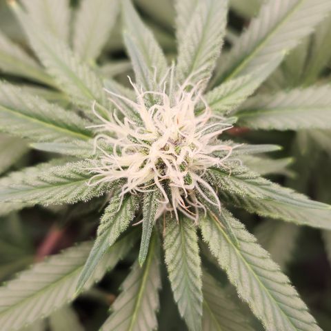 Tangie sunset 1 growlog timeline photo