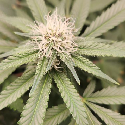 Tangie sunset 1 growlog timeline photo
