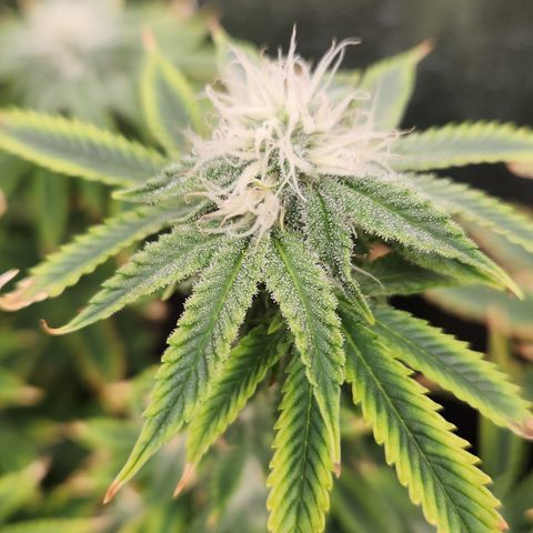 Zkittlez 2  growlog timeline photo