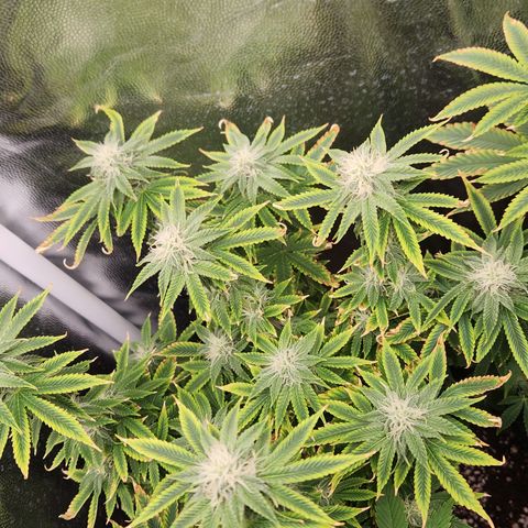 Zkittlez 2  growlog timeline photo