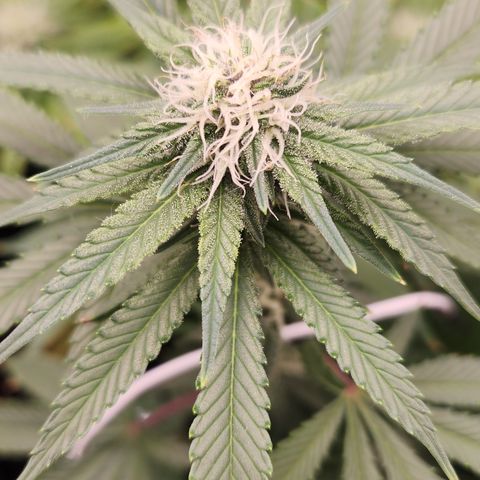 Tangie sunset 1 growlog timeline photo
