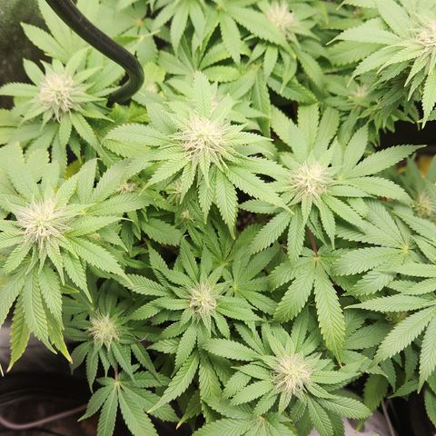 24 k gold  growlog photo: Nevandoo