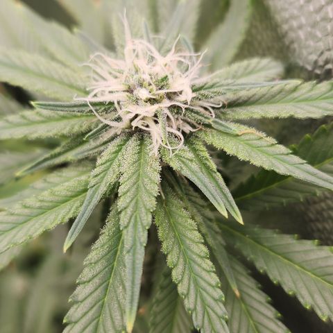 Tangie sunset 1 growlog timeline photo