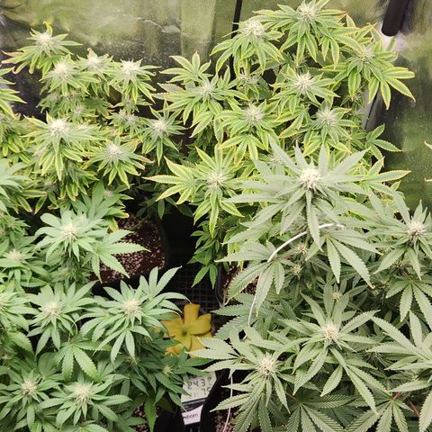 Zkittlez 2  growlog photo: 4 plantas em flora no ciclo 2 