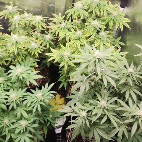 Zkittlez 2  growlog photo: 4 plantas em flora no ciclo 2 