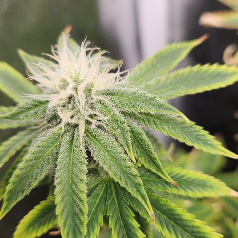 Zkittlez 2  growlog timeline photo