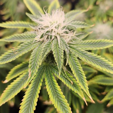 Zkittlez 2  growlog timeline photo