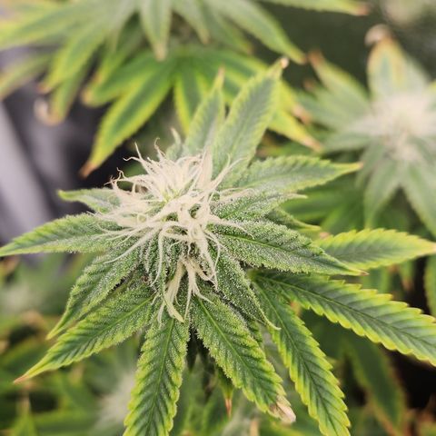 Zkittlez 2  growlog timeline photo