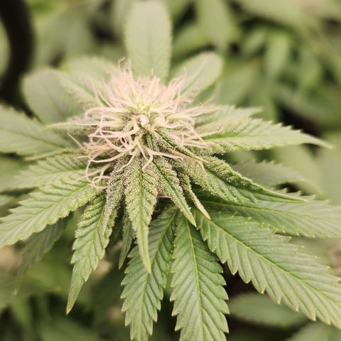 24 k gold  growlog photo: Nevandoo