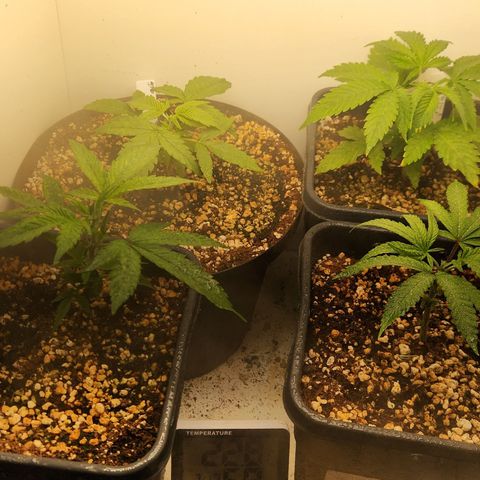 Clone 2 growlog photo: 4 em vega ciclo 3 ( 2 sementes e 2 clones )