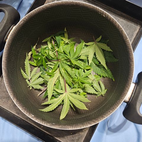 Clone 2 growlog timeline photo