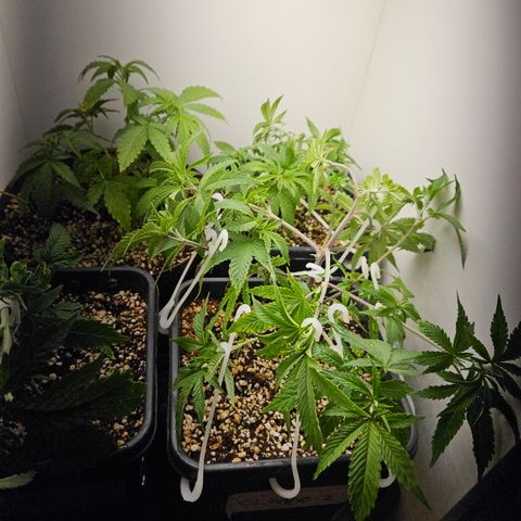 Clone 2 growlog timeline photo
