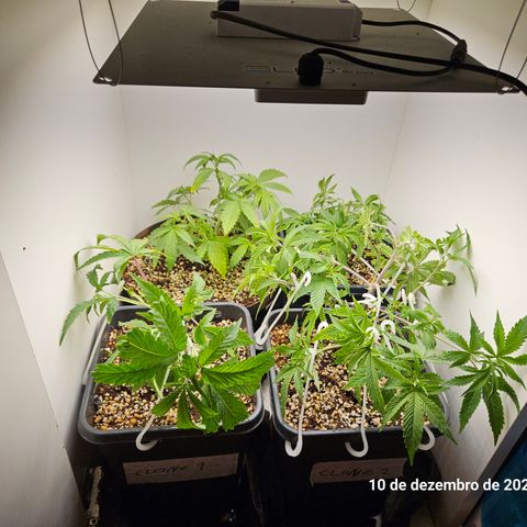 Clone 2 growlog timeline photo