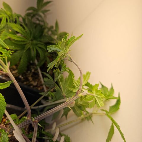 Clone 2 growlog photo: Super croping 