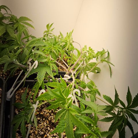 Clone 2 growlog timeline photo