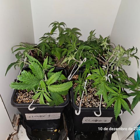 Clone 2 growlog timeline photo