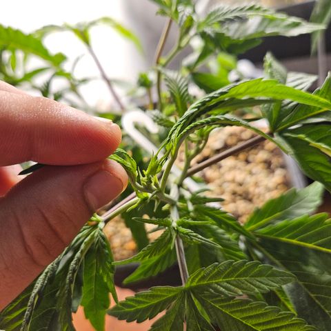 Clone 1  growlog timeline photo