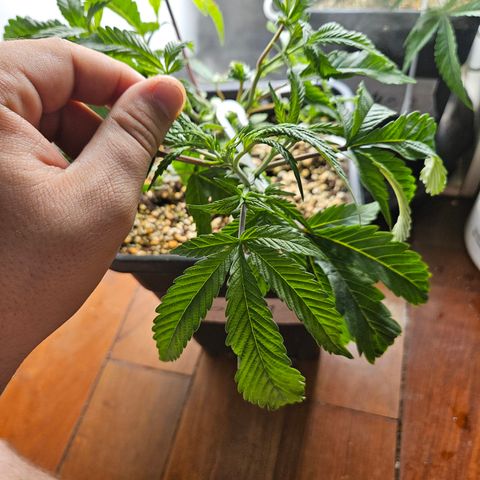 Clone 1  growlog timeline photo