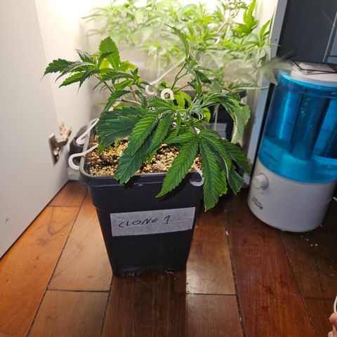 Clone 1  growlog timeline photo