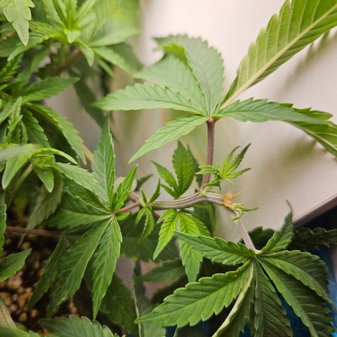 Clone 2 growlog photo: 2 podas top, ver como os ramos laterais desenvolvem 