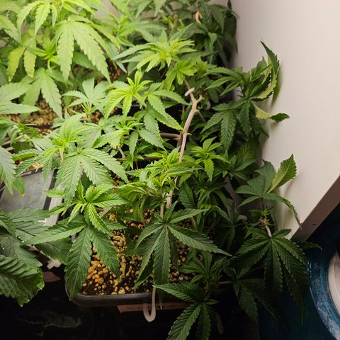 Clone 2 growlog photo: 2 podas top, ver como os ramos laterais desenvolvem 