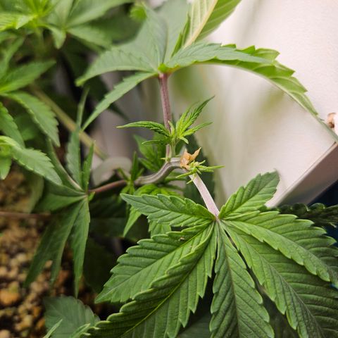 Clone 2 growlog photo: 2 podas top, ver como os ramos laterais desenvolvem 