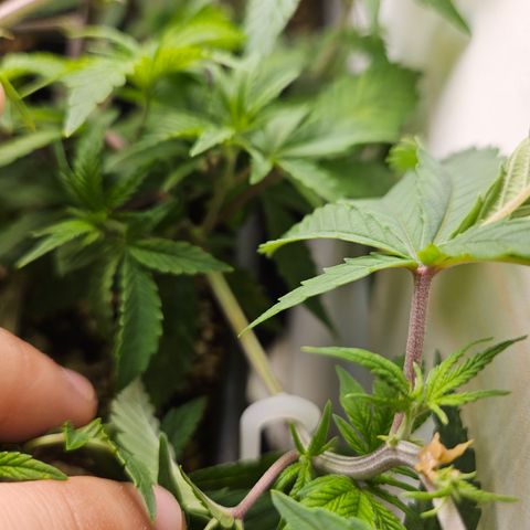 Clone 2 growlog photo: 2 podas top, ver como os ramos laterais desenvolvem 