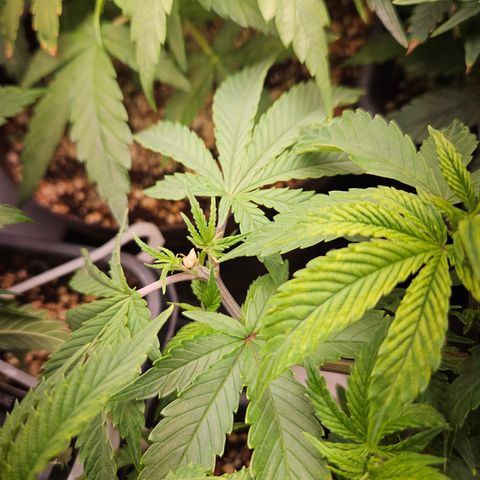 Clone 2 growlog photo: 2 podas top, ver como os ramos laterais desenvolvem 
