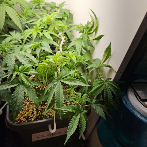Clone 2 growlog photo: 2 podas top, ver como os ramos laterais desenvolvem 