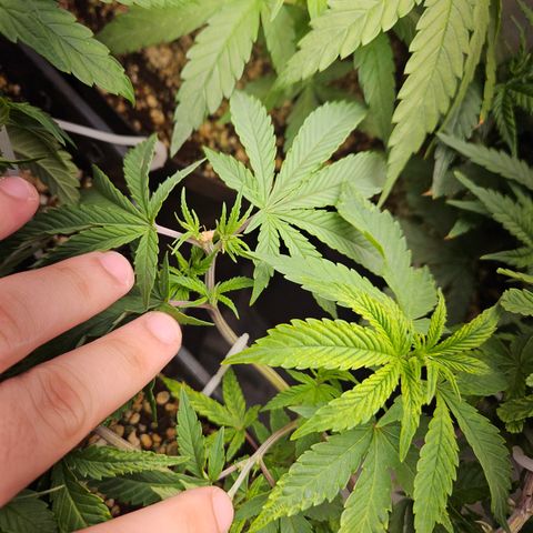 Clone 2 growlog photo: 2 podas top, ver como os ramos laterais desenvolvem 