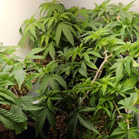 Clone 2 growlog photo: 2 podas top, ver como os ramos laterais desenvolvem 